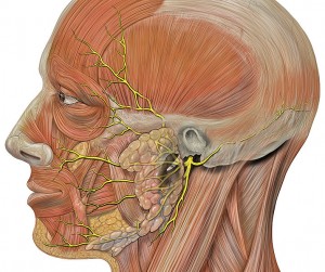 Facial nerve